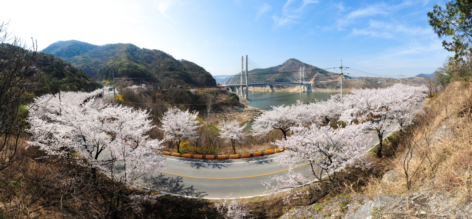 “올해는 제베리아산 벚꽃엔딩” 현지인 추천 제천 벚꽃길 5선