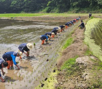 제천시농민회, 제7회 통일쌀경작지 모내기 행사 열어