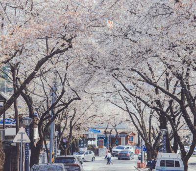 제28회 제천 청풍호 벚꽃축제 개최