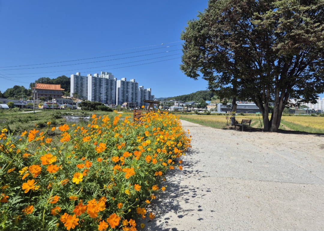 제천 고암천 산책로, 황코스모스 활짝